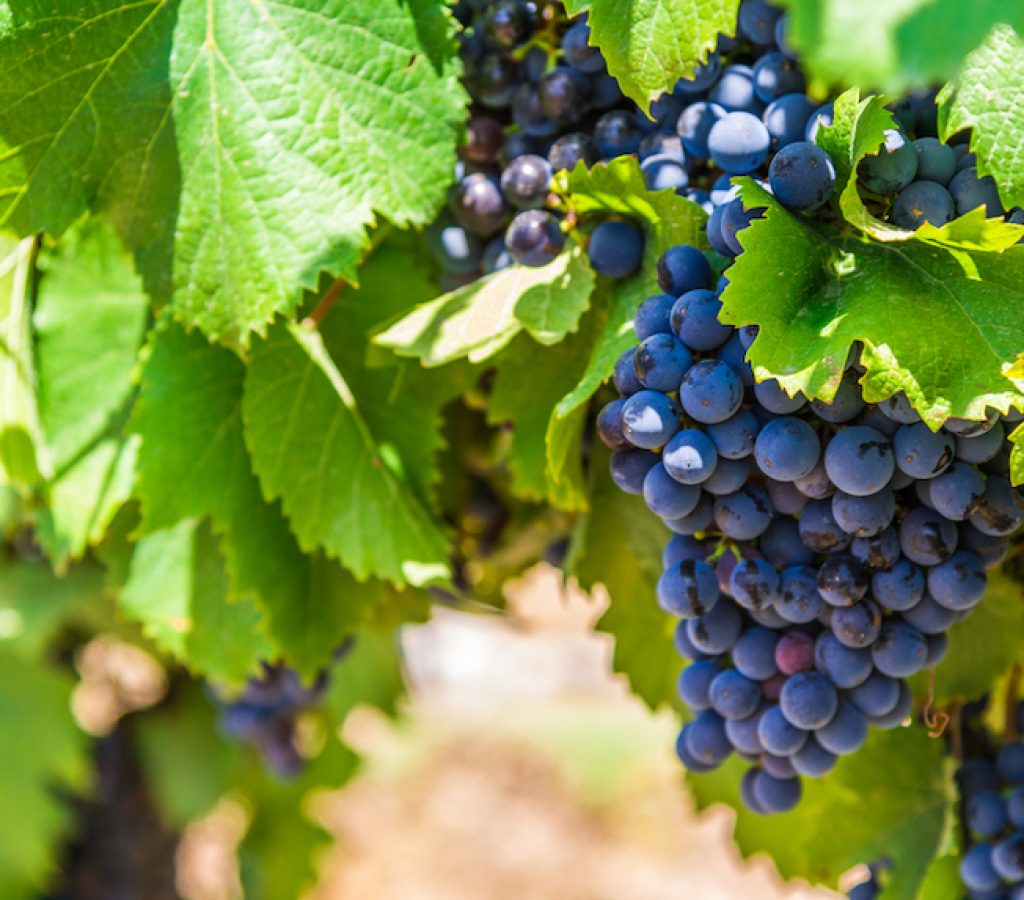 Red wine grapes on a vine in a vineyard in Mendoza on a sunny day